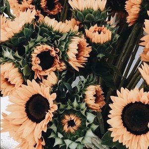 Meet your Posher, Linda